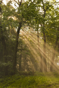 Pa foggy forest